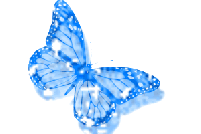 butterfly030