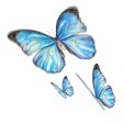 butterfly_fea