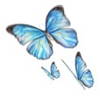 butterfly_fea