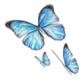 butterfly_fea