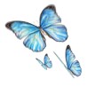 butterfly_fea